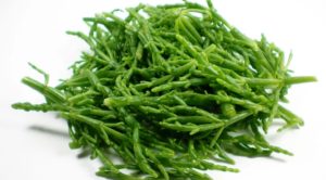 Samphire sea asparagus
