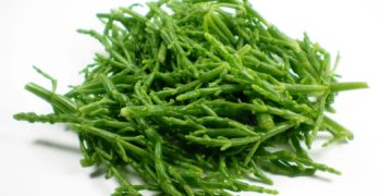 Samphire sea asparagus